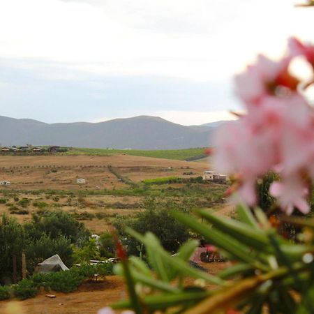 Pensjonat Colibri Tiny House Valle de Guadalupe Zewnętrze zdjęcie