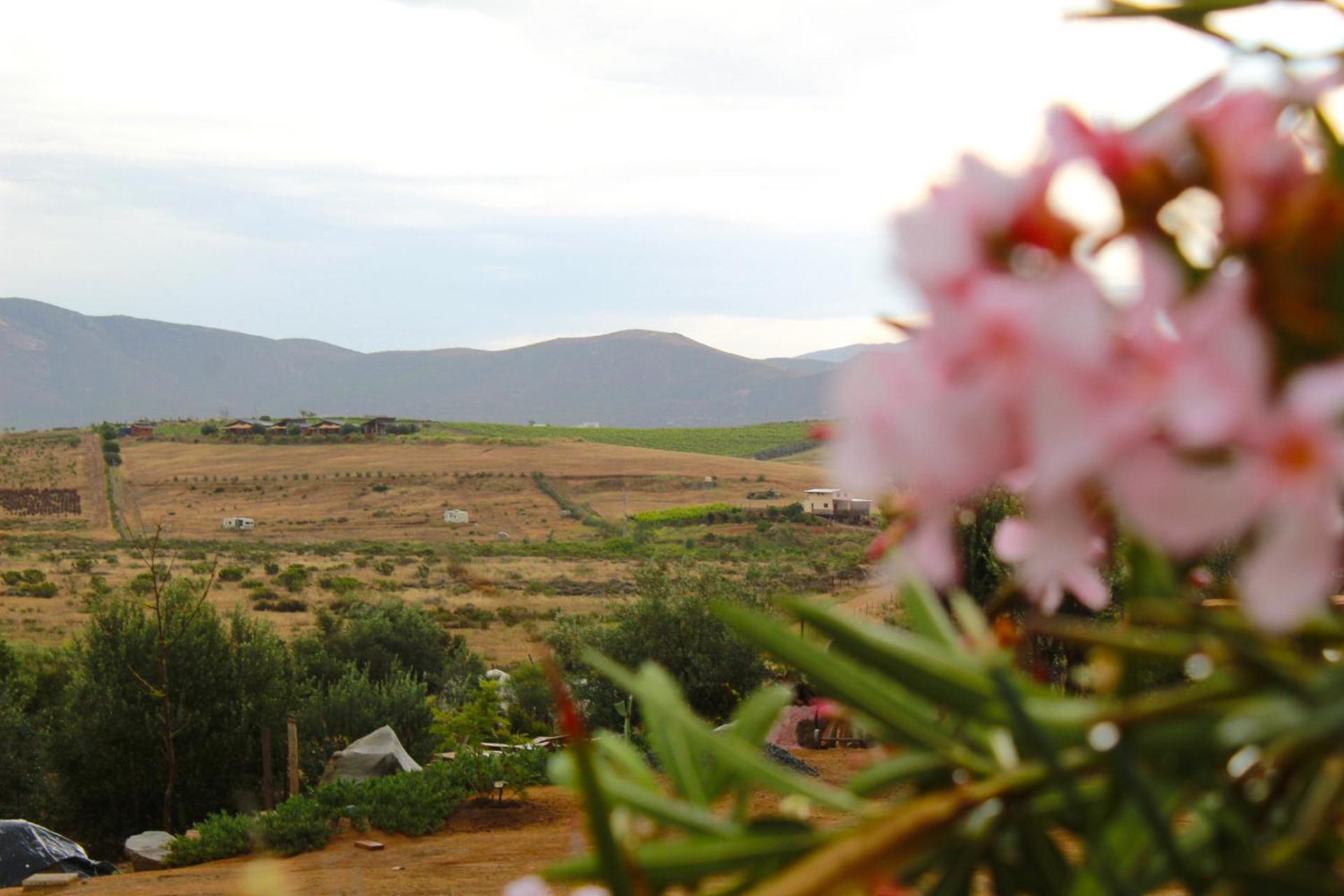 Pensjonat Colibri Tiny House Valle de Guadalupe Zewnętrze zdjęcie